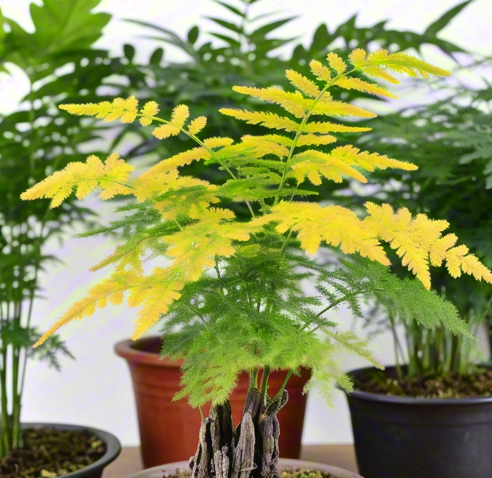 文竹夏天蔫黄了？别慌！从“黄脸婆”到“绿翡翠”的保姆级抢救手册