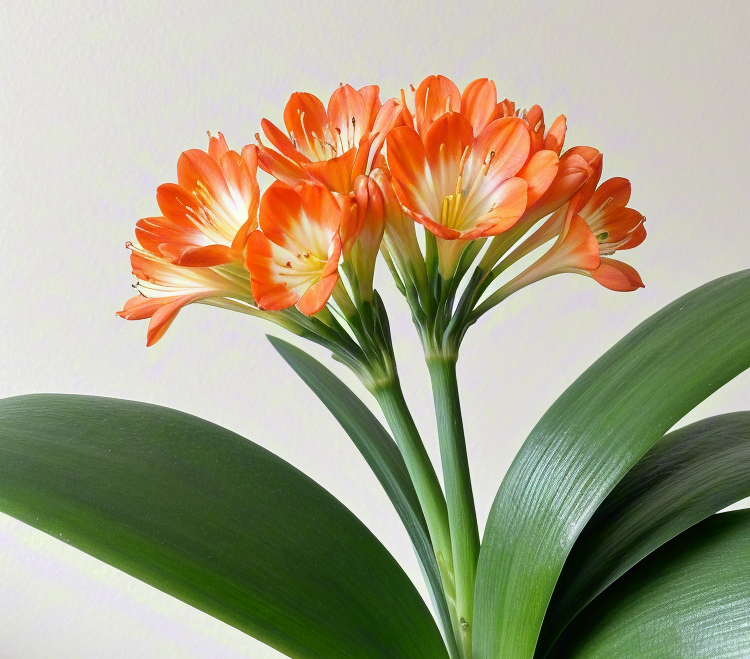 想把君子兰养得又壮又爱开花？这份超实用指南收好了！