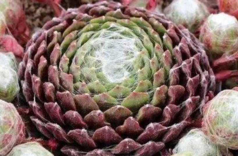 蛛丝卷绢养成球的秘诀，老司机来支招！