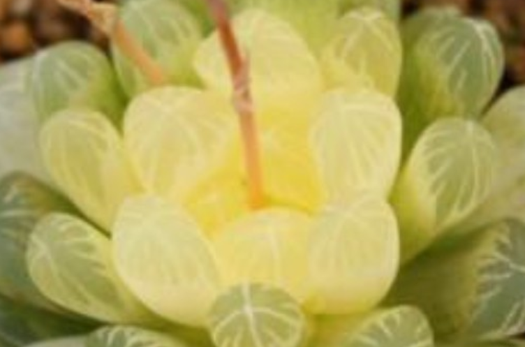 想把樱水晶养得胖嘟嘟？秘诀在这里！