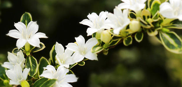 救命！我的盆景六月雪疯狂掉叶子，怎么办？