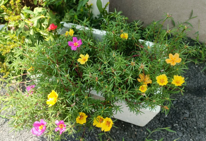 盆底塞点小玩意儿，烂根？拜拜了您嘞！