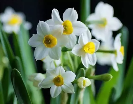 夏天养花求生指南！这几点做不好，你的花可就遭老罪咯！